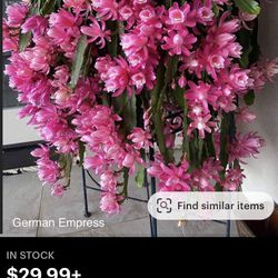 German Empress Epiphyllum- Tropical Cactus.  Rooted Cuttings