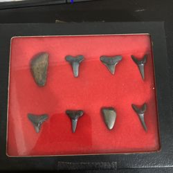 Different  Sharks Teeth   8 In Display Box