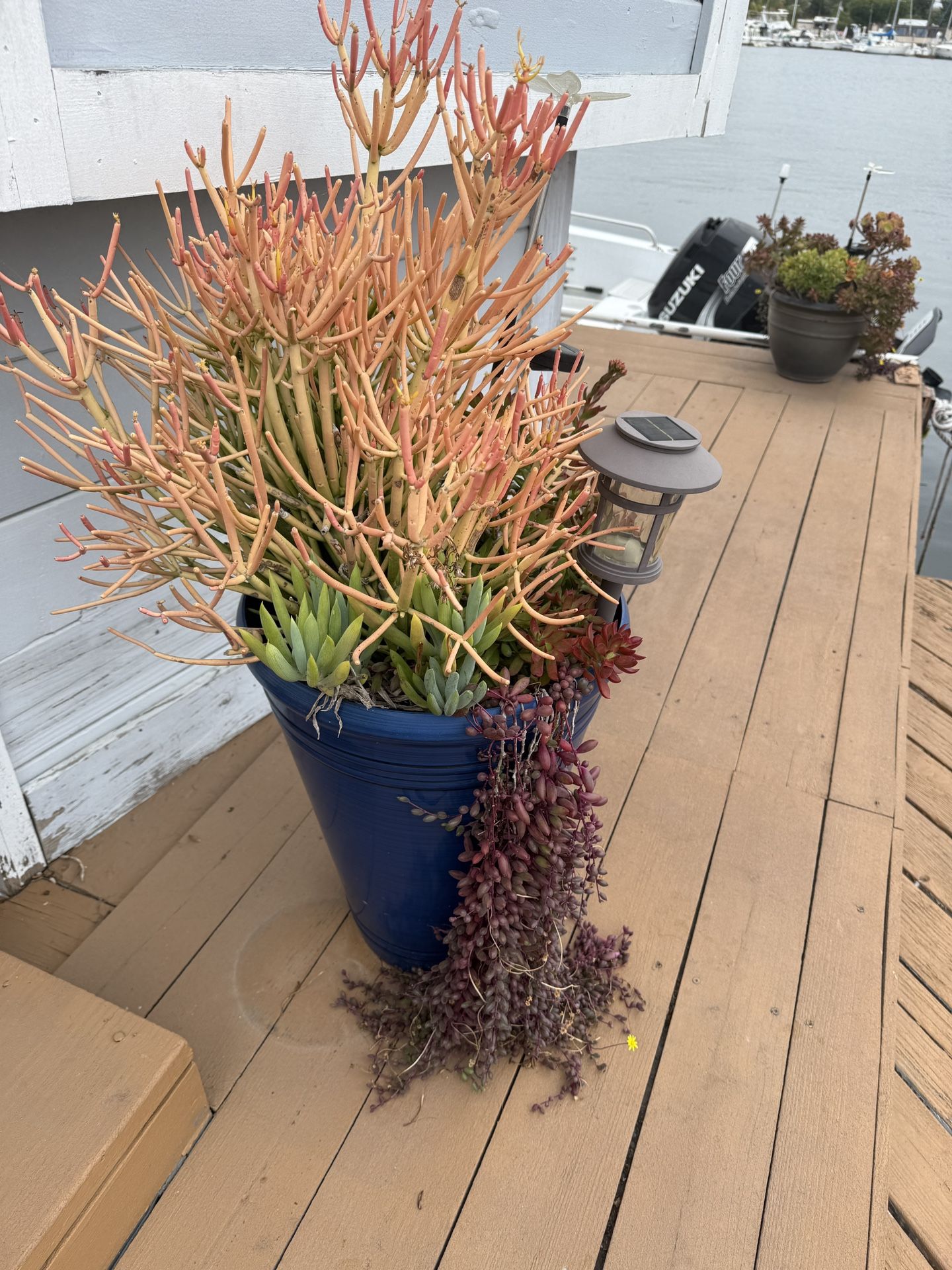 Planters Succulents