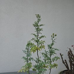 "Ruda" Plant 