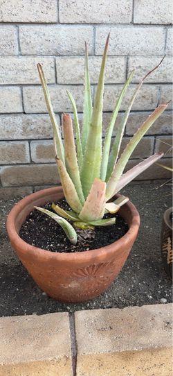 Large Aloe Vera Plant in Terra Cotta Pot