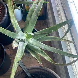 *MOVING SALE* As Is Aloe Plant In Pot