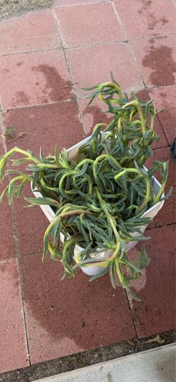 Trailing succulent