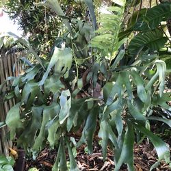 Large Hanging Staghorn Fern