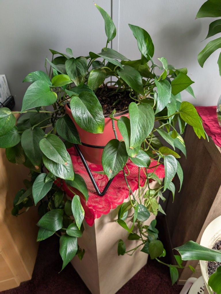 Beautiful Plants For Sale