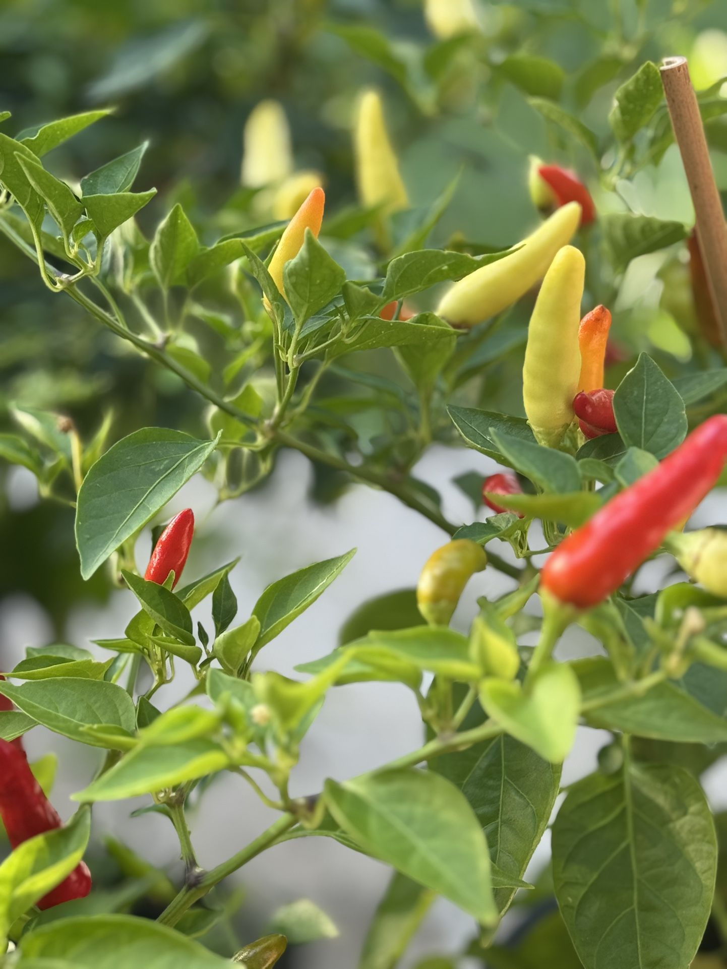 Bolivian Rainbow Pepper Plants