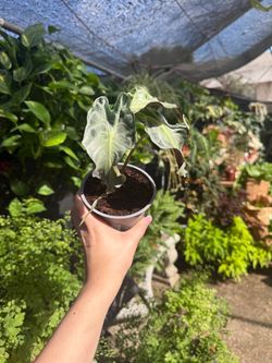 RARE Alocasia Venom
