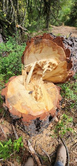 Pine Firewood