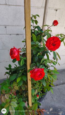 Climbing Rose In Red
