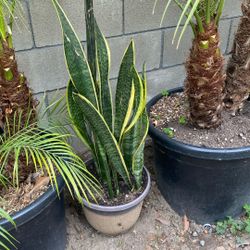 Snake Plant 