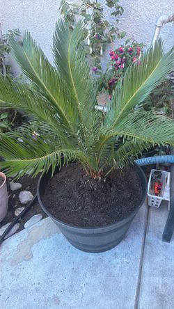 🌴 palma de piña