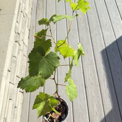 Unknown Variables Of Grapes Plant 