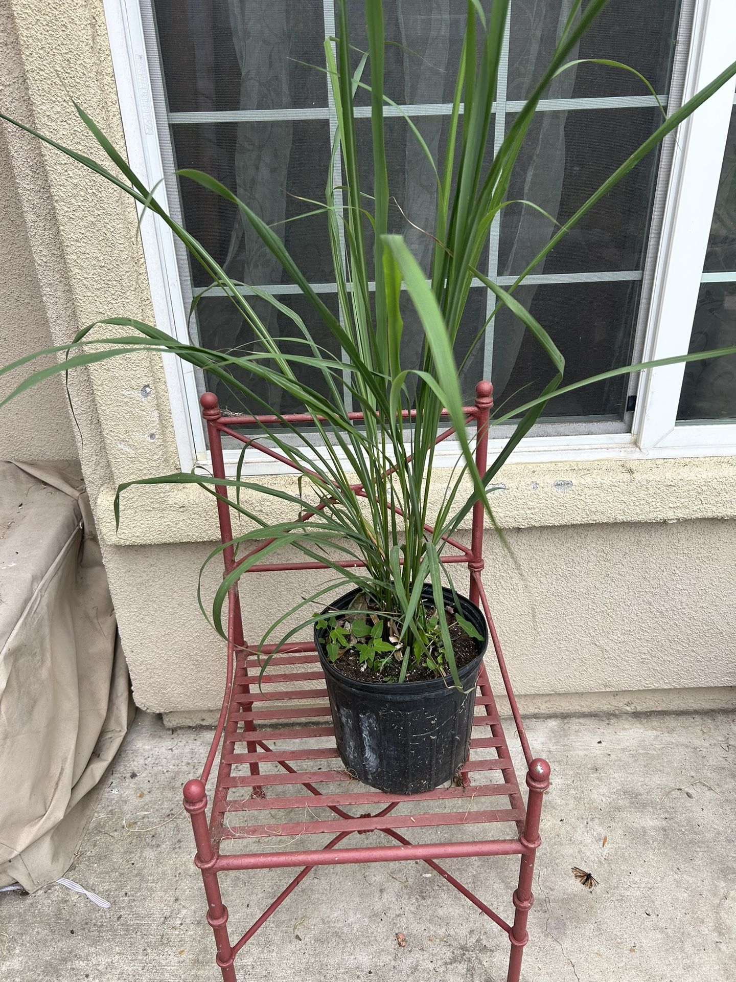 Lemongrass Plant 🪴