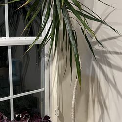 Indoor Real House Plant
