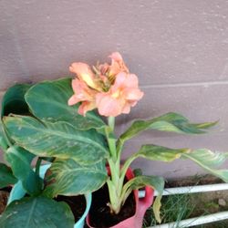 Plants Cana Lily Salmon