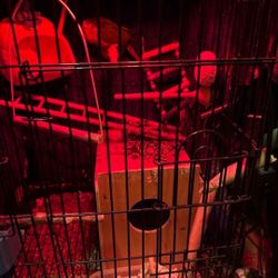 Cage For Bird Green Cheek Conure