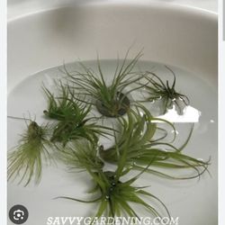 Live Air Plants 