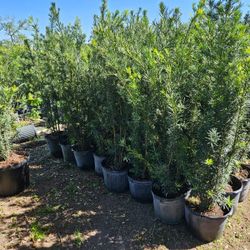 Podocarpus Over 6 Yo 7 Feet Tall Instant Privacy Hedge For Fence 