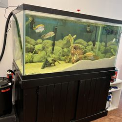 120 Gal Fish Tank Comes With Fx4 Filter, Fluval 409 Filter, Light And Cabinet.