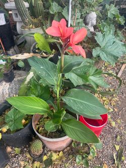 Cana lily