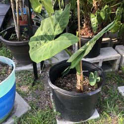 Elephant Ears 