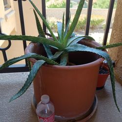 Big Plant With Big Pot 