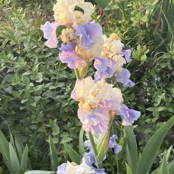 Unpotted Iris Plants 