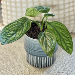Monstera Peru In Heavy Ceramic Pot