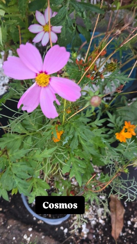 Pinkie & Orange Cosmos