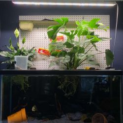 100 Gallon Glass Tank + Fluval FX6 Canister Filter — $550 OBO (Trades Welcome)