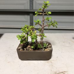 Bonsai Pot Small With Tiny Jade 