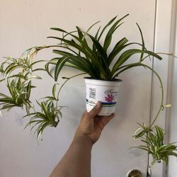 Spider Plant 