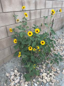Sunflower seedlings