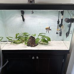 Fish Tank & Stand