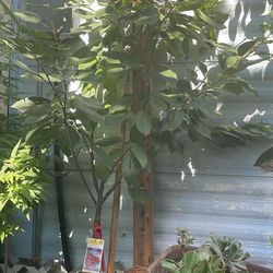 Árbol De Bing Cherry