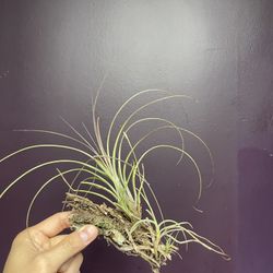 Air Plant 