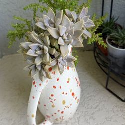 Graptopetalum paraguayense  plant