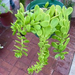 Trailing Jade Plant