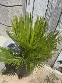 Sago Palm