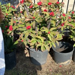 Plants