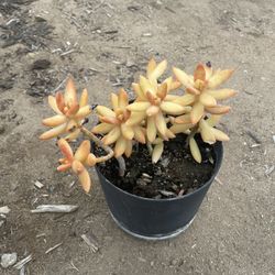 Coppertone Stonecrop Succulent