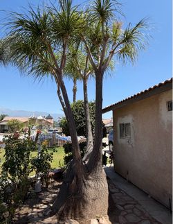 Ponytail Palm