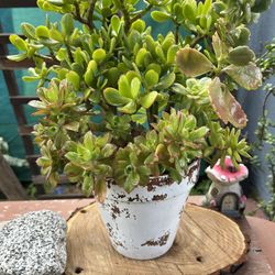 Succulents Arrangements $17 Each