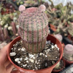 Rainbow Cactus 🌵 🌈 