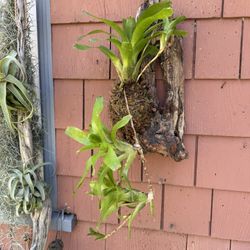  Trailing Bromeliad Mounted On Driftwood 