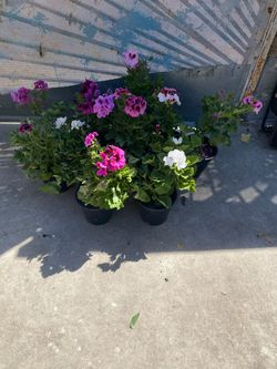Plant