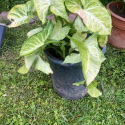 Beautiful Interior Plant $20 Big One And  $10 Little One 