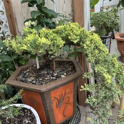 Bonsai Juniper Ceramic Pot 