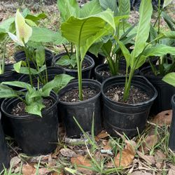 Peace Lilies 