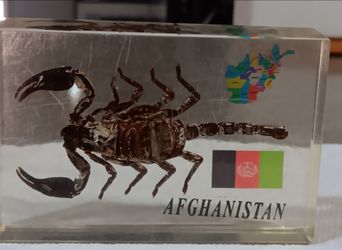 Real Afghanistan 5in. Scorpion paperweight preserved in acrylic block